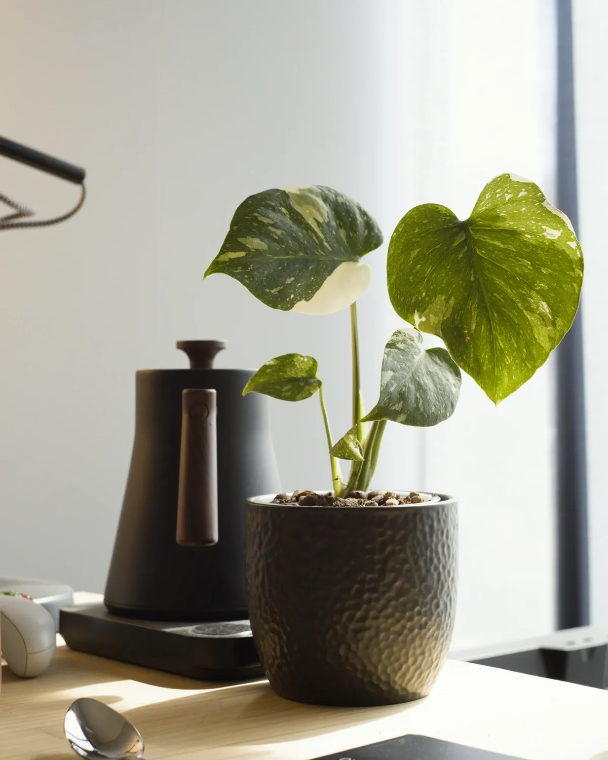Variegated monstera in a black textured pot beside a black gooseneck kettle on a light counter